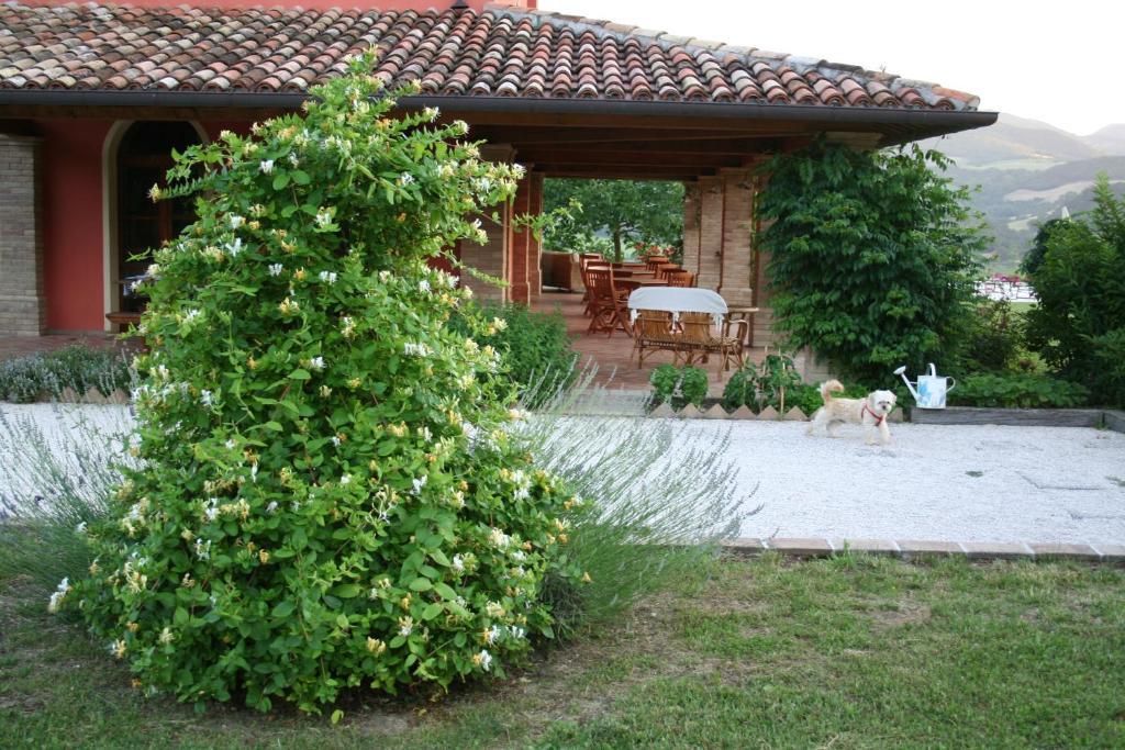 Agriturismo La Rosa Tea Villa Urbania Ngoại thất bức ảnh